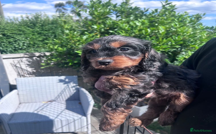 Cavapoo dogs in Canterbury - Advert 15