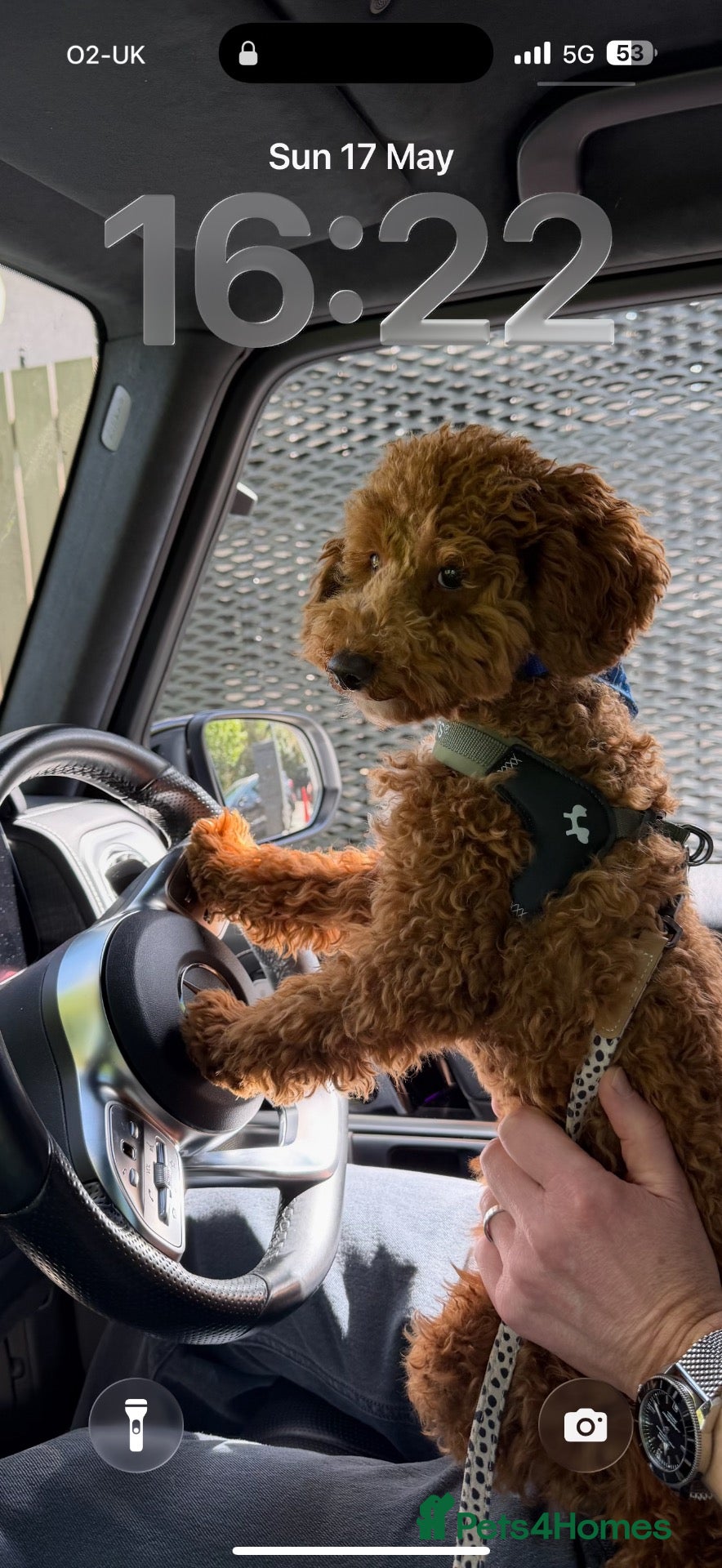 Toy Poodle dogs Red Toy Poodle  - Advert 5