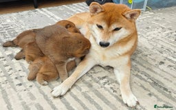 Japanese Shiba Inu dogs for sale: 🐕 KC reg Japanese Shiba Inu Puppies 🐕 - Image 6