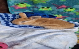 Mixed Breed rabbits for sale: Baby rabbits for sale  - Image 5