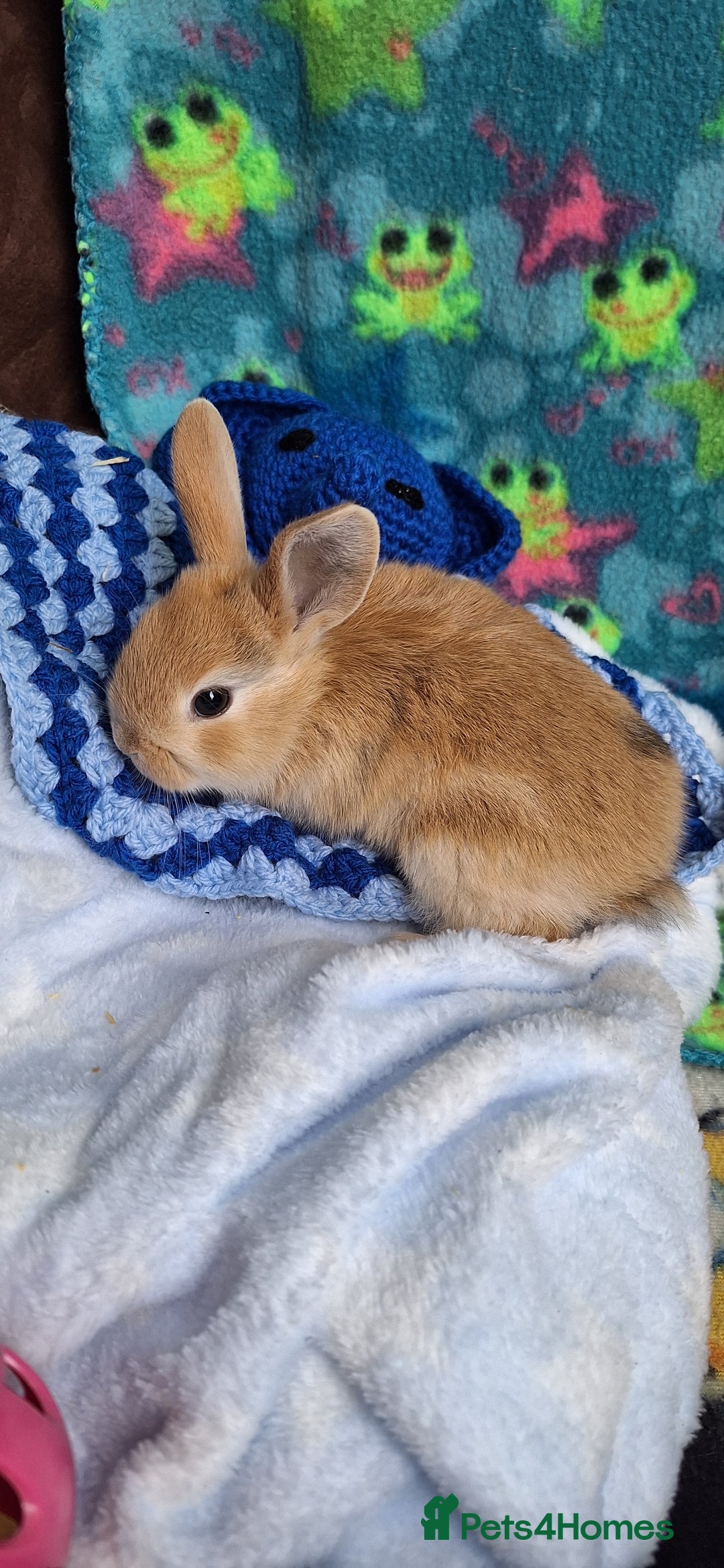Mixed Breed rabbits for sale: Baby rabbits for sale  - Image 5