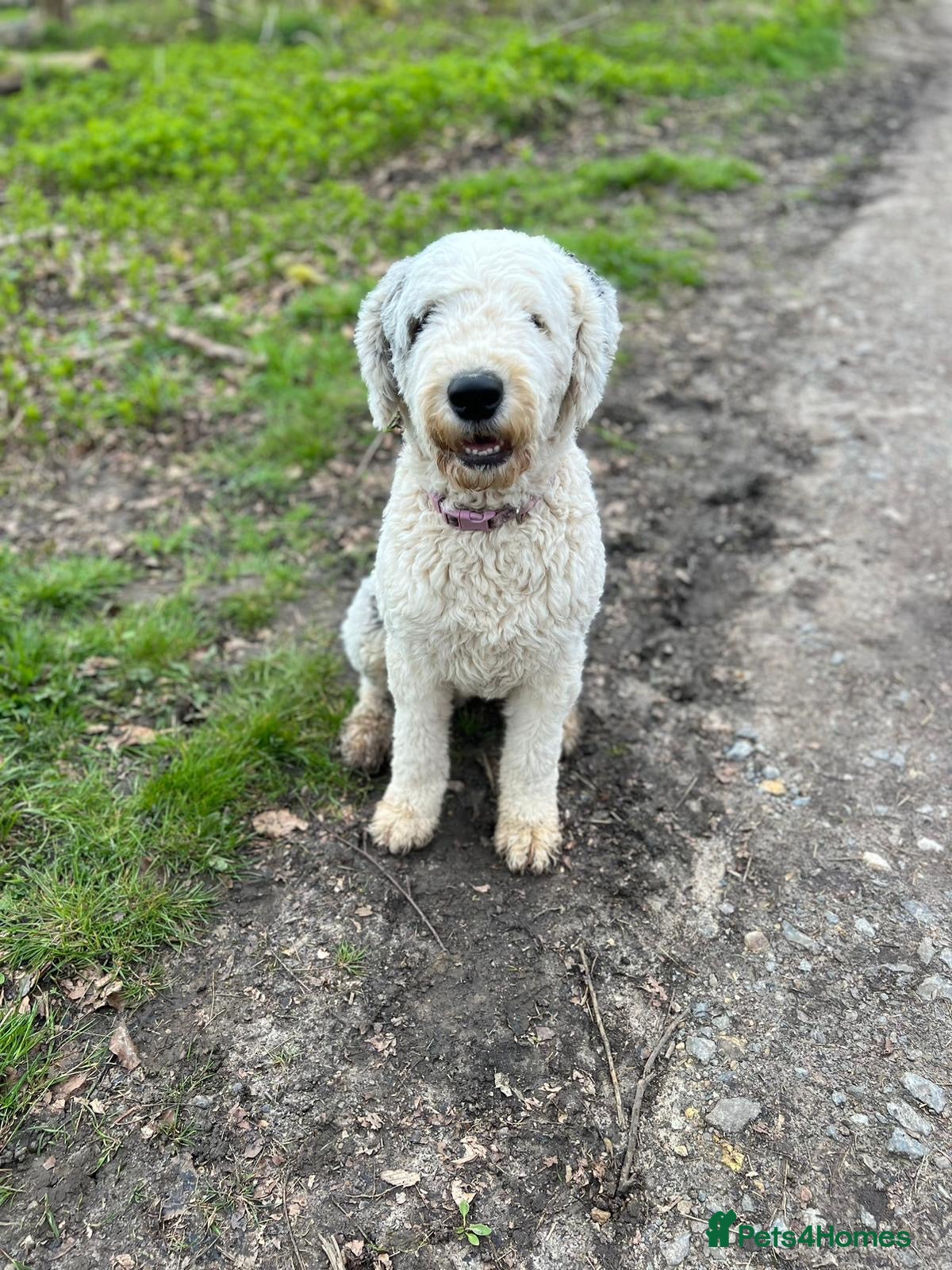 Old English Sheepdog dogs Old English Sheep Dog Puppies  - Advert 4