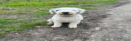 Old English Sheepdog dogs for sale: Old English Sheep Dog Puppies  - Advert 1
