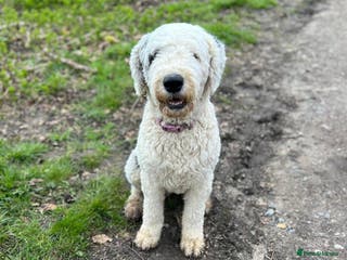 Old English Sheepdog dogs Old English Sheep Dog Puppies - Advert 3