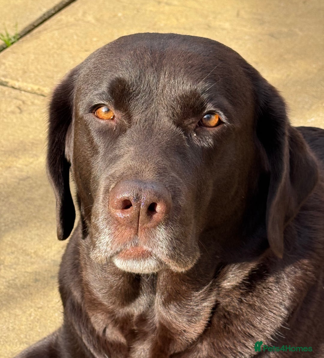 Labrador Retriever dogs for sale: Male Show Chocolate Labrador Puppy KC Registered  - Advert 2