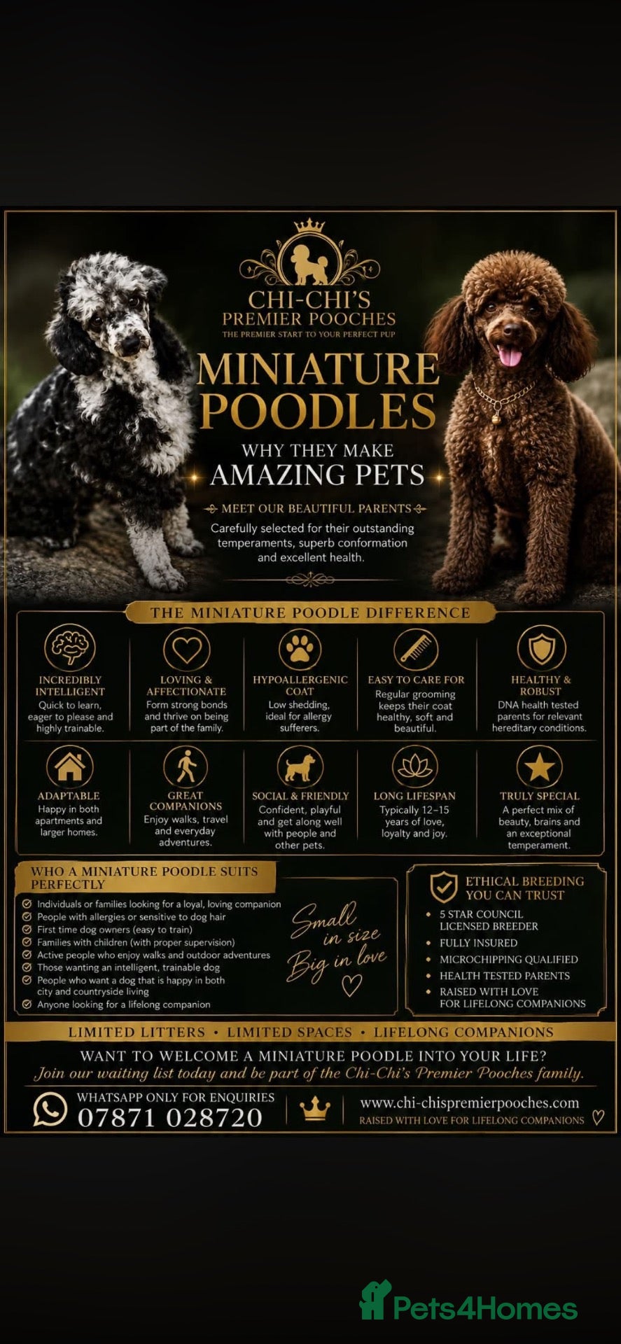 Miniature Poodle dogs WAITING LIST Miniature poodle waiting list - Advert 1