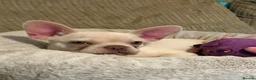 French Bulldog dogs for sale: 7 months old in Ipswich - Advert 7
