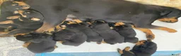 Rottweiler dogs for sale: kldrl exciting Pure/bred Rottweiler Pups in Hull - Advert 9