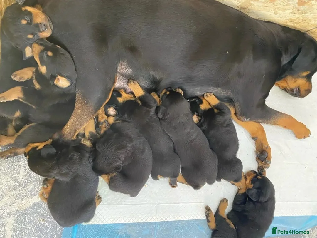 Rottweiler dogs for sale: kldrl exciting Pure/bred Rottweiler Pups in Hull - Advert 9