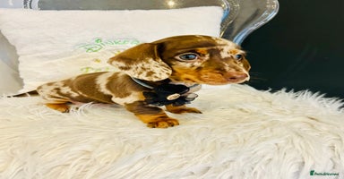 Miniature Dachshund dogs - Advert 8