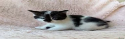 Mixed Breed cats for sale: Beautiful Kittens For Sale  - Advert 10