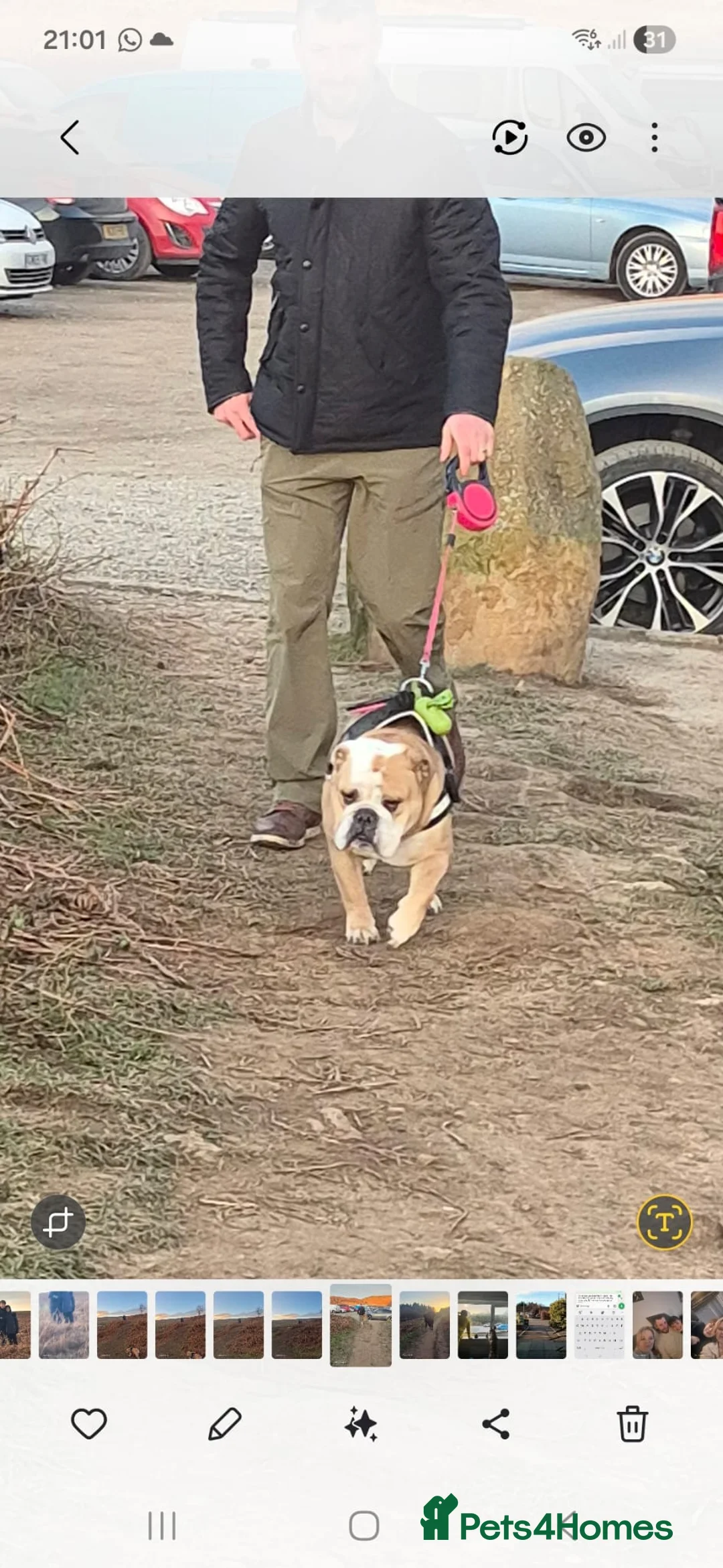 English Bulldog dogs for sale: Meet River our gorgeous 5 year old British Bulldog - Advert 6