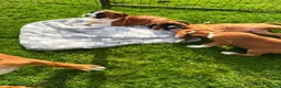 Boxer dogs for sale: Beautiful Boxer Puppies-2 Boys & 1 Girl in Reading - Advert 9