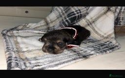 Miniature Schnauzer dogs for sale: 8 beautiful kc registered miniature schnauzer pups - Image 9