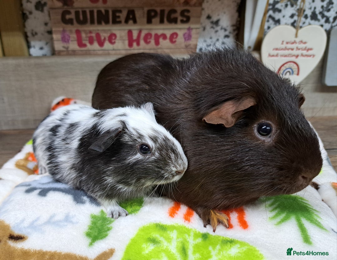 Guinea Pig rodents for sale: Two male guinea pigs - Leeds based - Advert 1