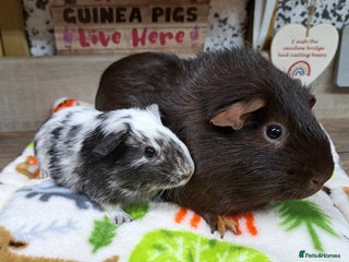 Guinea Pig rodents Two male guinea pigs - Leeds based - Advert 1