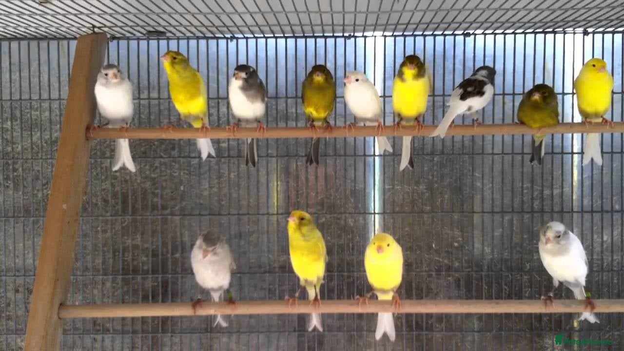 Canaries birds Roller canary  - Advert 9