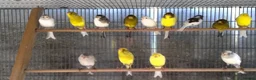 Canaries birds for sale: Roller canary  - Advert 1