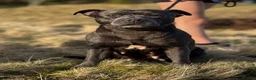 Staffordshire Bull Terrier dogs for sale: Kennel Club registered Staffordshire bull terriers - Advert 1