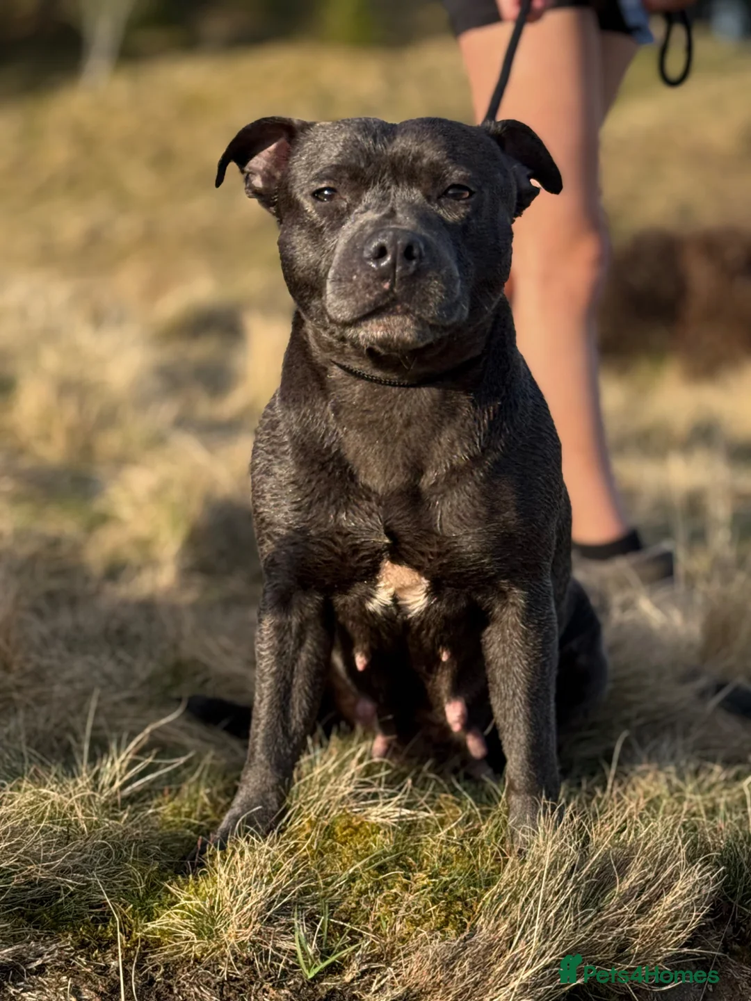 Staffordshire Bull Terrier dogs for sale: Kennel Club registered Staffordshire bull terriers - Advert 1