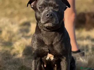 Staffordshire Bull Terrier dogs Kennel Club registered Staffordshire bull terriers - Advert 10