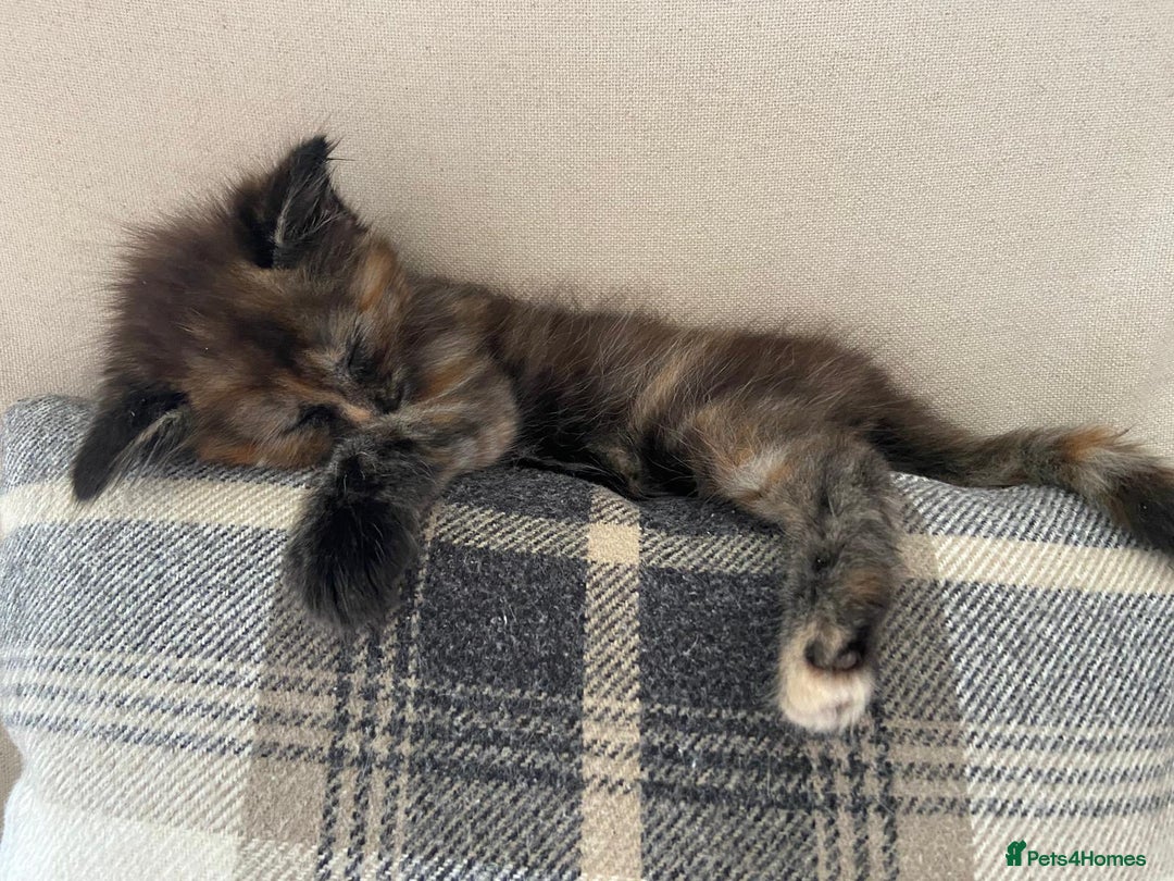 Mixed Breed cats for sale: 5 Half-Ragdoll kittens ❤️ - Image 6