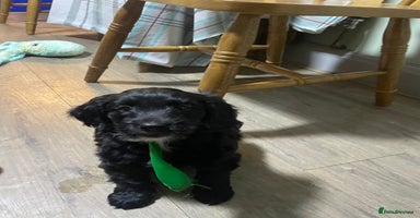 Sproodle dogs - Advert 2