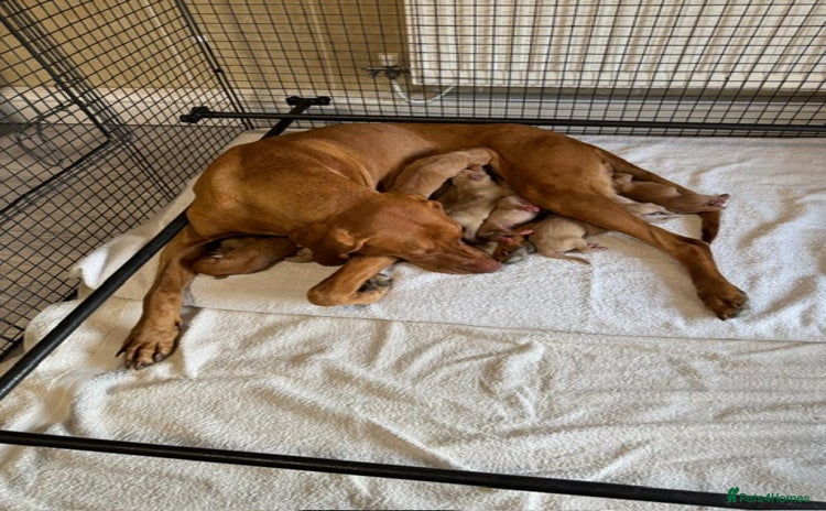 Hungarian Vizsla dogs - Advert 4