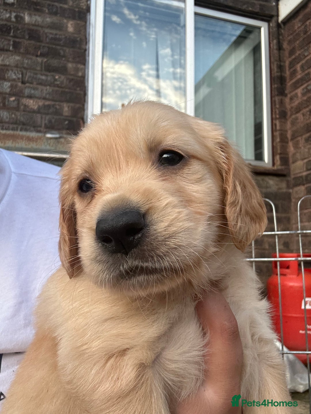 Golden Retriever dogs for stud: Handsome Golden boy for stud  in Frome - Image 14