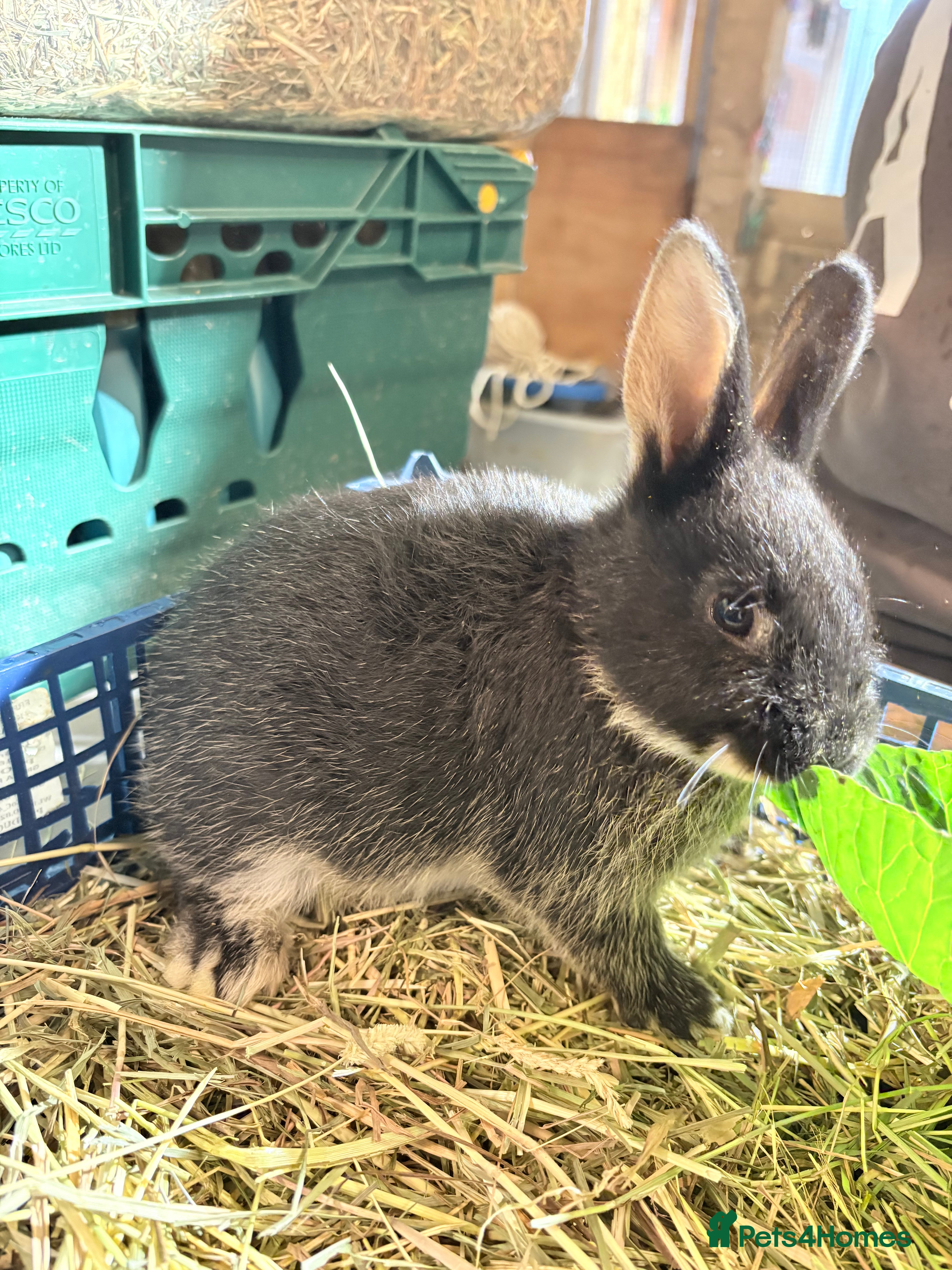 Lionhead rabbits Velvet rabbit babies - Advert 5