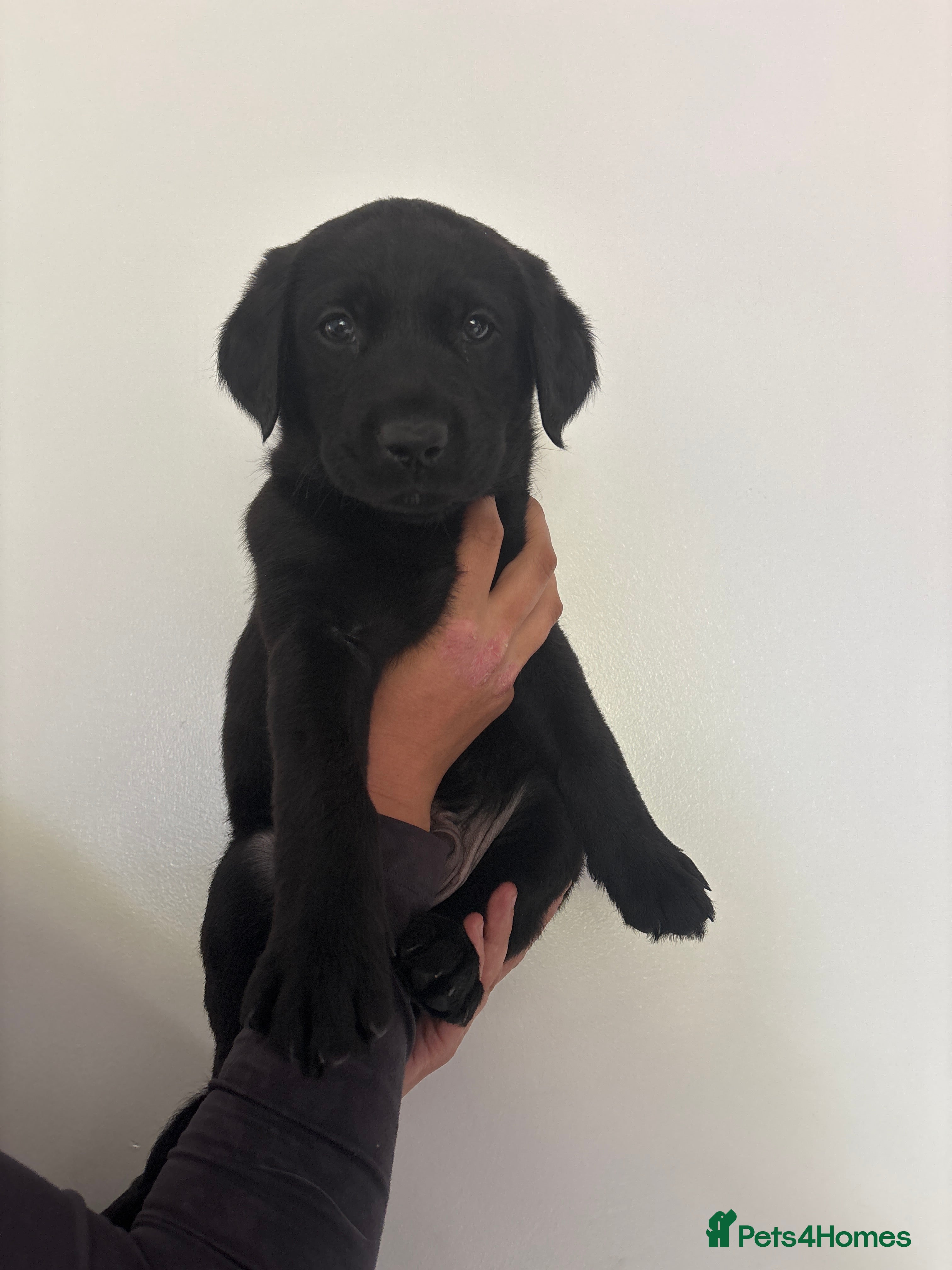 Labrador Retriever dogs 8 beautiful Black Labrador puppies for sale  - Advert 2
