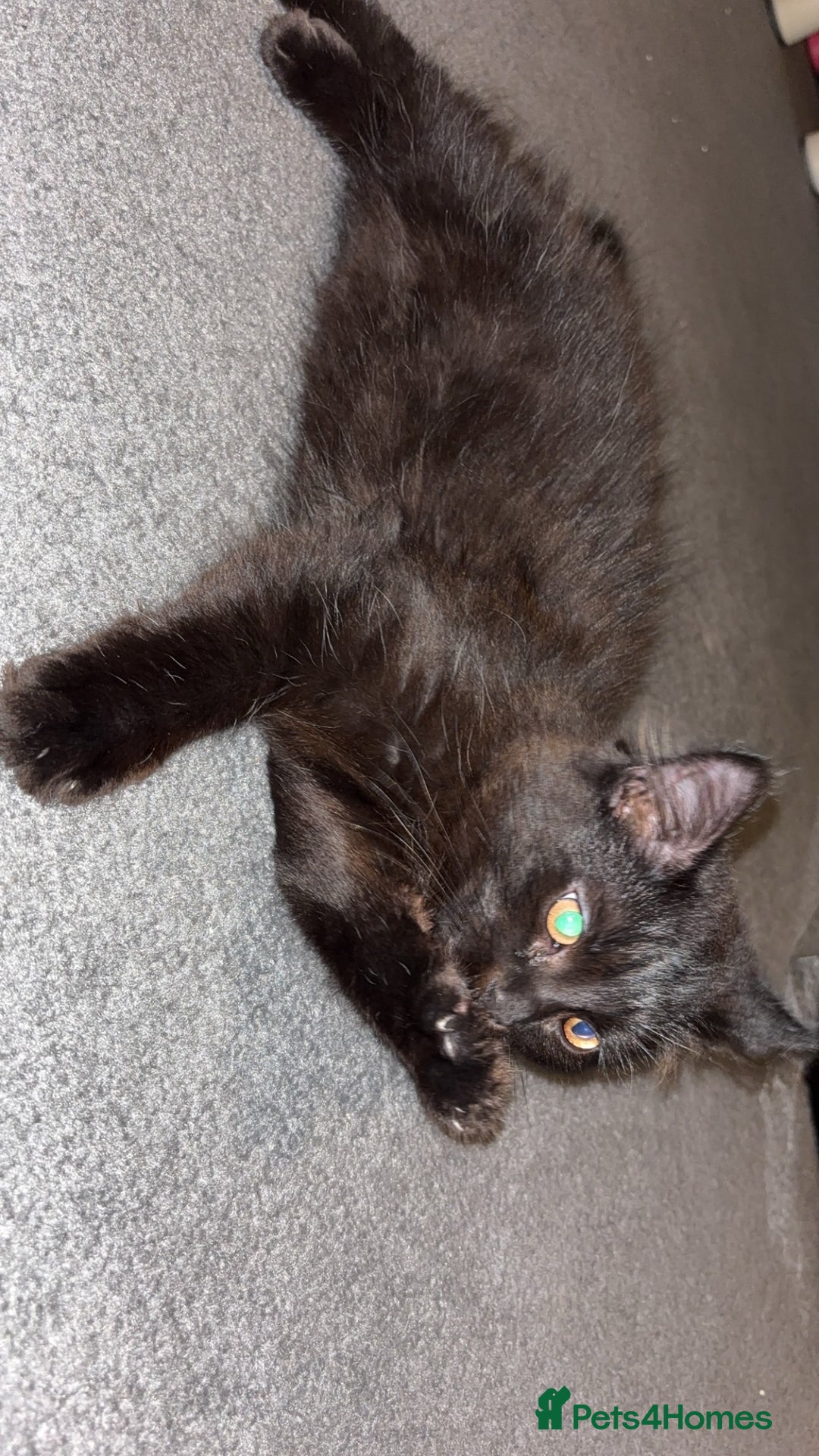 Mixed Breed cats for sale: Male moggy cat - Advert 4