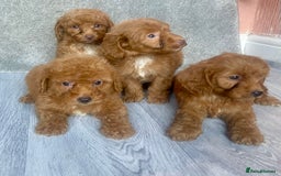 Cavapoo dogs for sale: RED CAVAPOO’S - Image 5