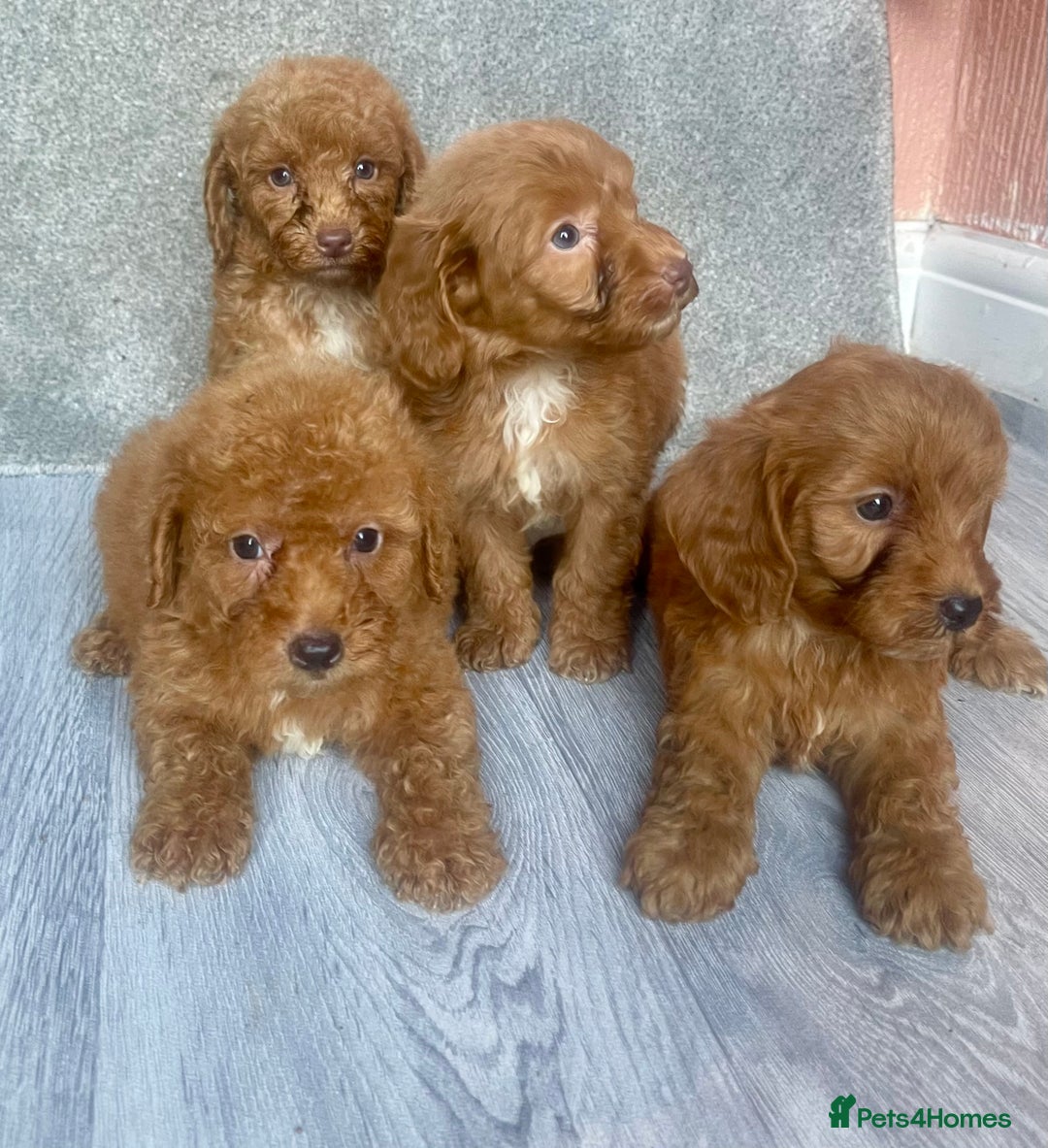 Cavapoo dogs for sale: RED CAVAPOO’S - Image 5
