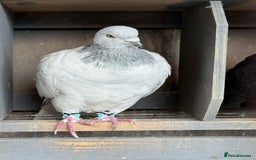 Pigeons birds for sale: Pigeons in Manchester - Image 13