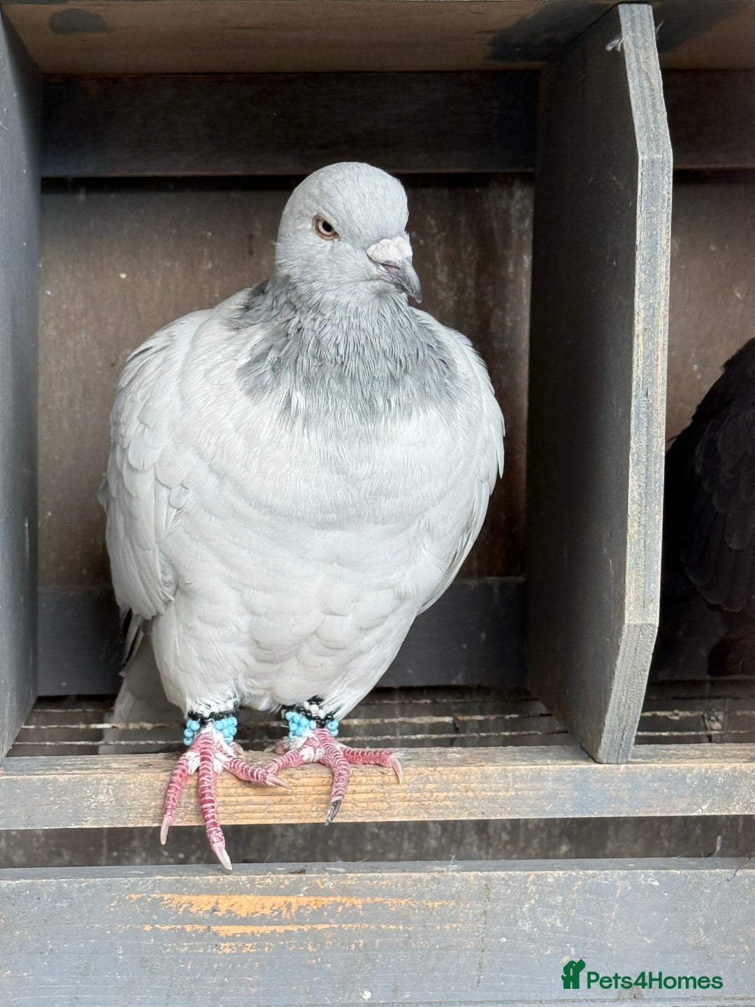 Pigeons birds for sale: Pigeons in Manchester - Image 13