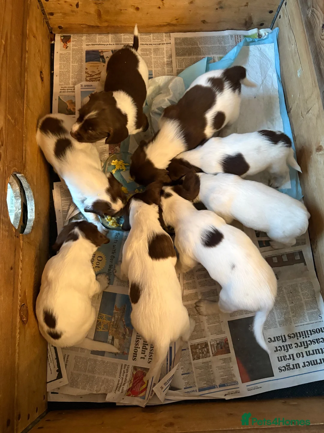 English Springer Spaniel dogs for sale: Gorgeous Springer Spaniel Pups - Advert 23