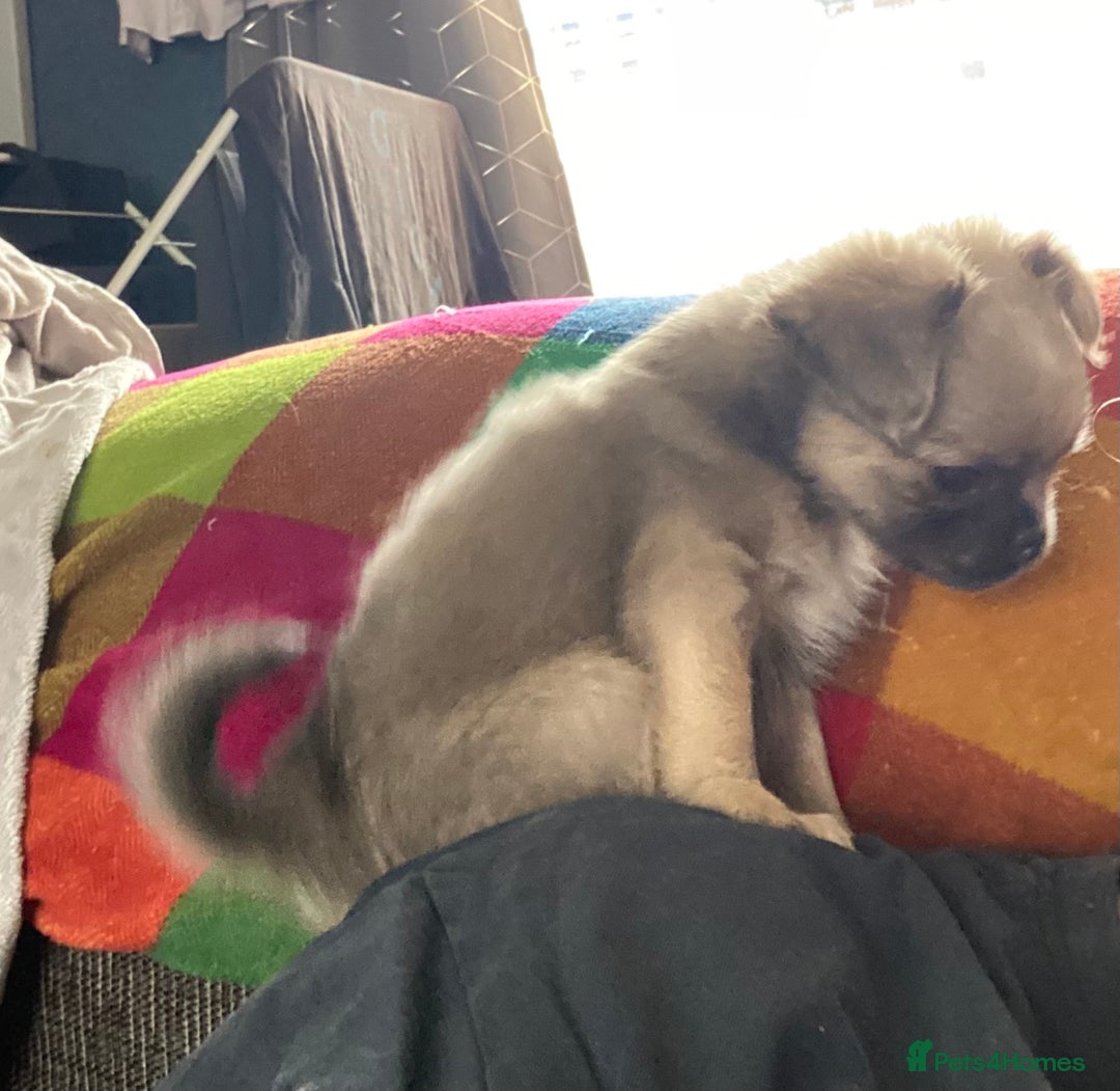 Pug dogs for sale: Litter of fluffy pugs  in Ashton-under-Lyne - Image 10