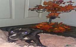 Mixed Breed dogs for sale: Beautiful mixed breed puppies - Image 4