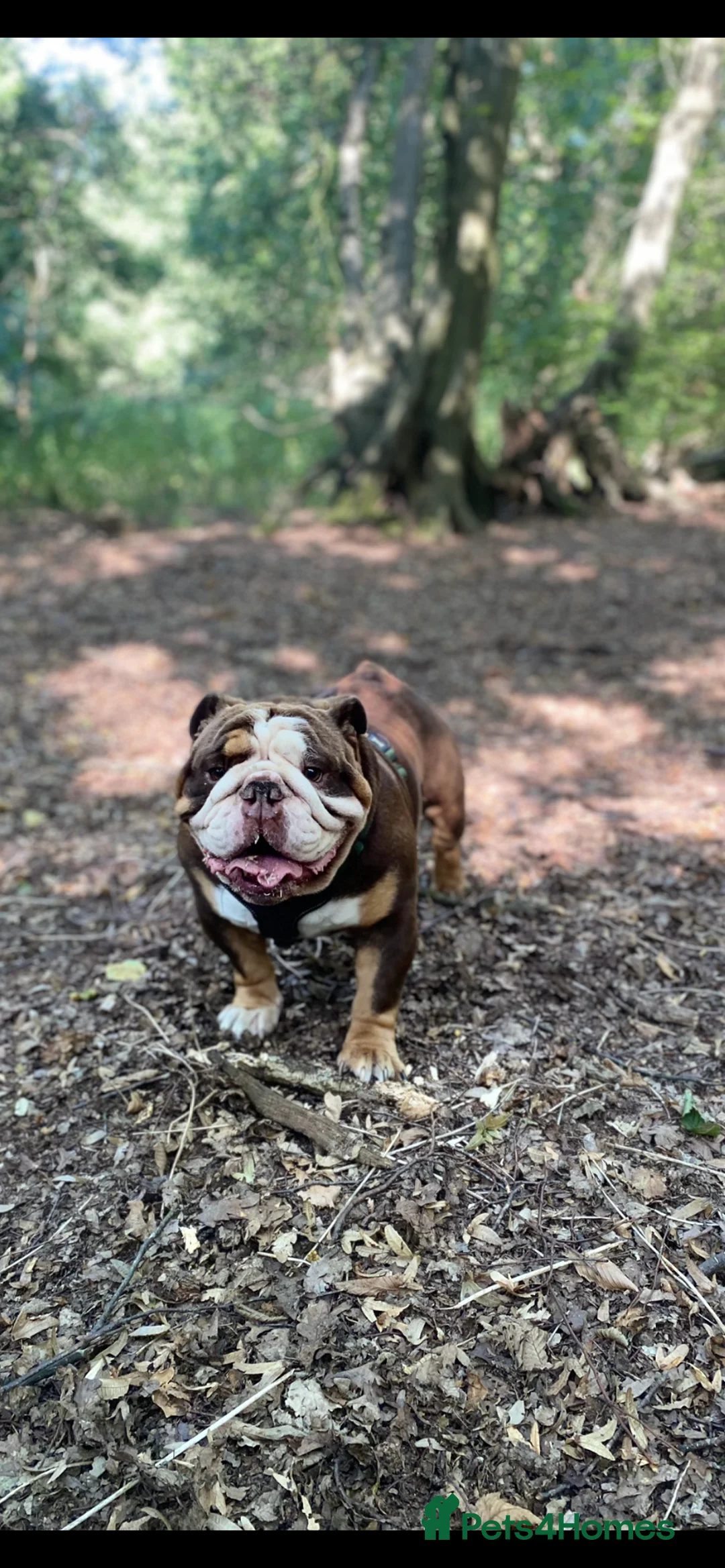 English Bulldog dogs for sale: British Bulldog Male for Sale - Advert 5