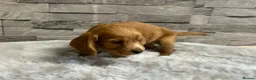 Cocker Spaniel dogs for sale: Show cocker spaniel puppies  - Advert 8