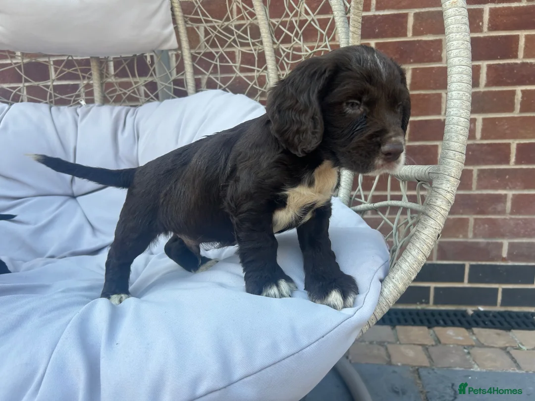 Cocker Spaniel dogs for sale: Working cocker spaniels - Advert 2