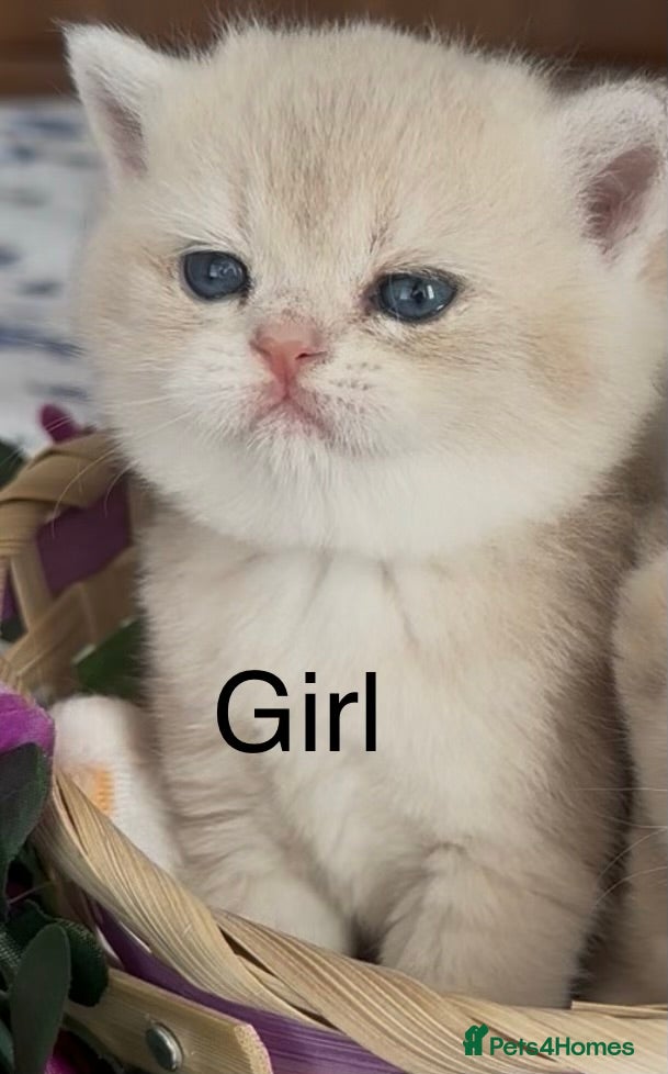 British Shorthair cats Gorgeous fur babies 😻 - Advert 2