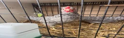 Chickens poultry for sale: 2 x Cream Crested Legbar Cockerels in Liphook - Advert 3