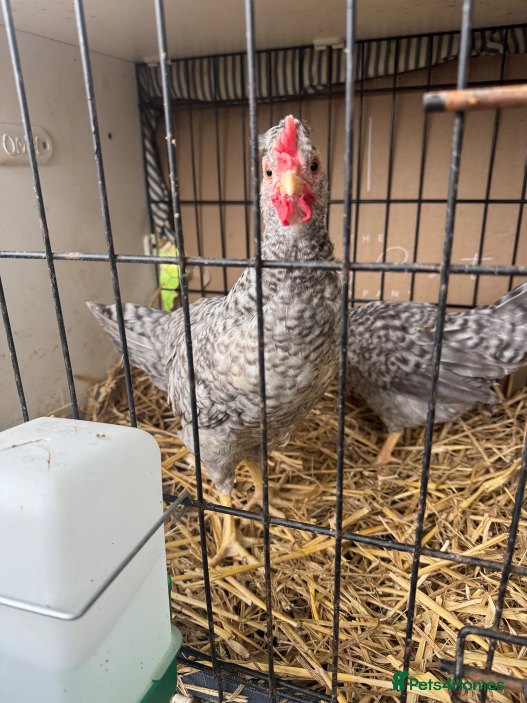 Chickens poultry for sale: 2 x Cream Crested Legbar Cockerels in Liphook - Advert 3