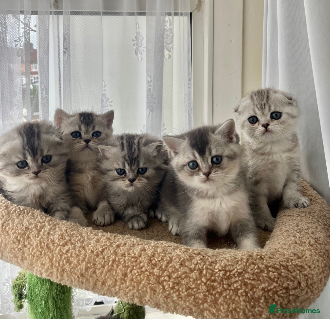 Scottish Fold cats for sale: Adorable Scottish Fold Kittens  - Image 2