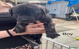 Mixed Breed dogs for sale: Bull mastiff x American bulldog puppies - Image 10