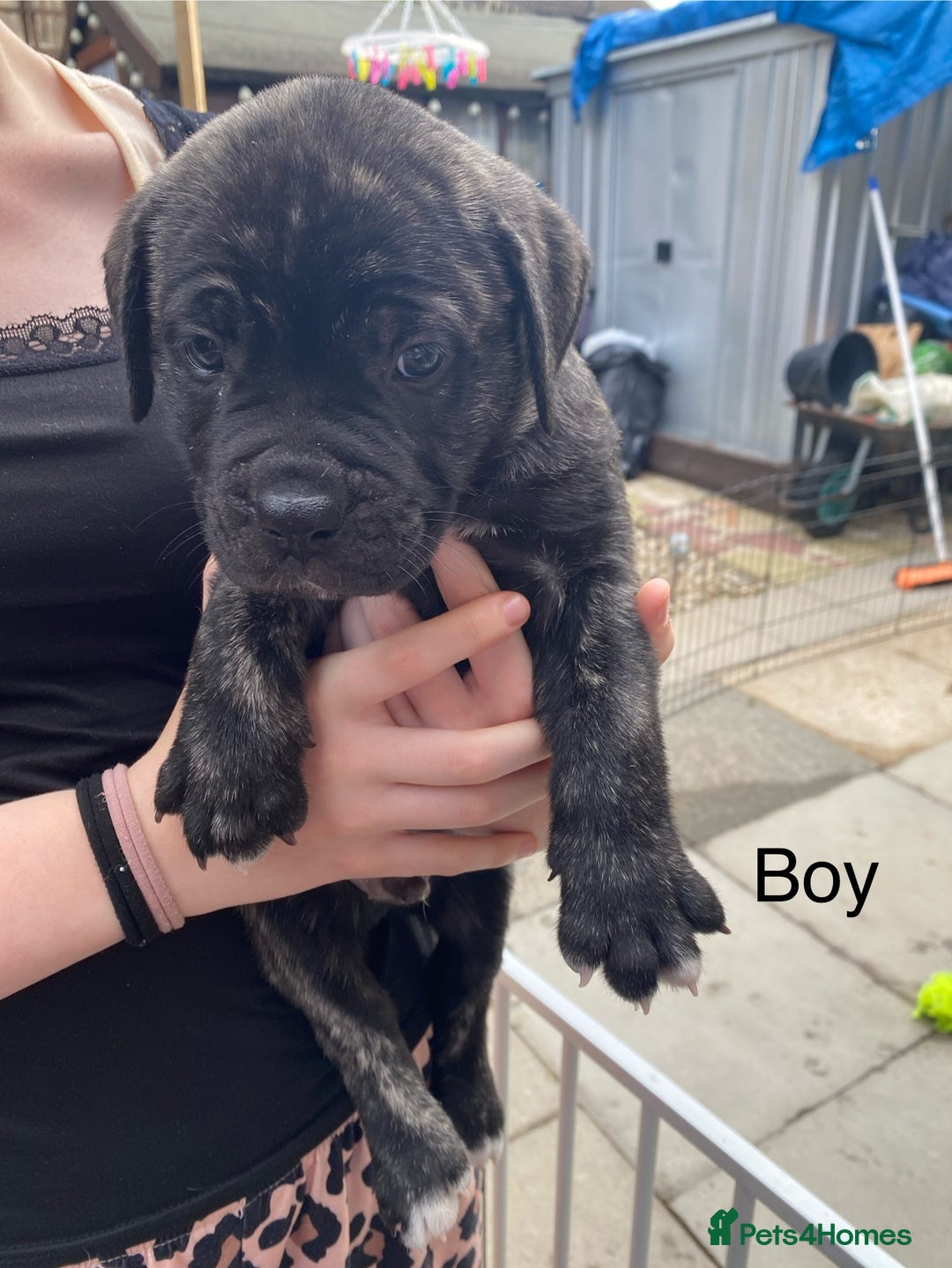 Mixed Breed dogs for sale: Bull mastiff x American bulldog puppies - Image 10