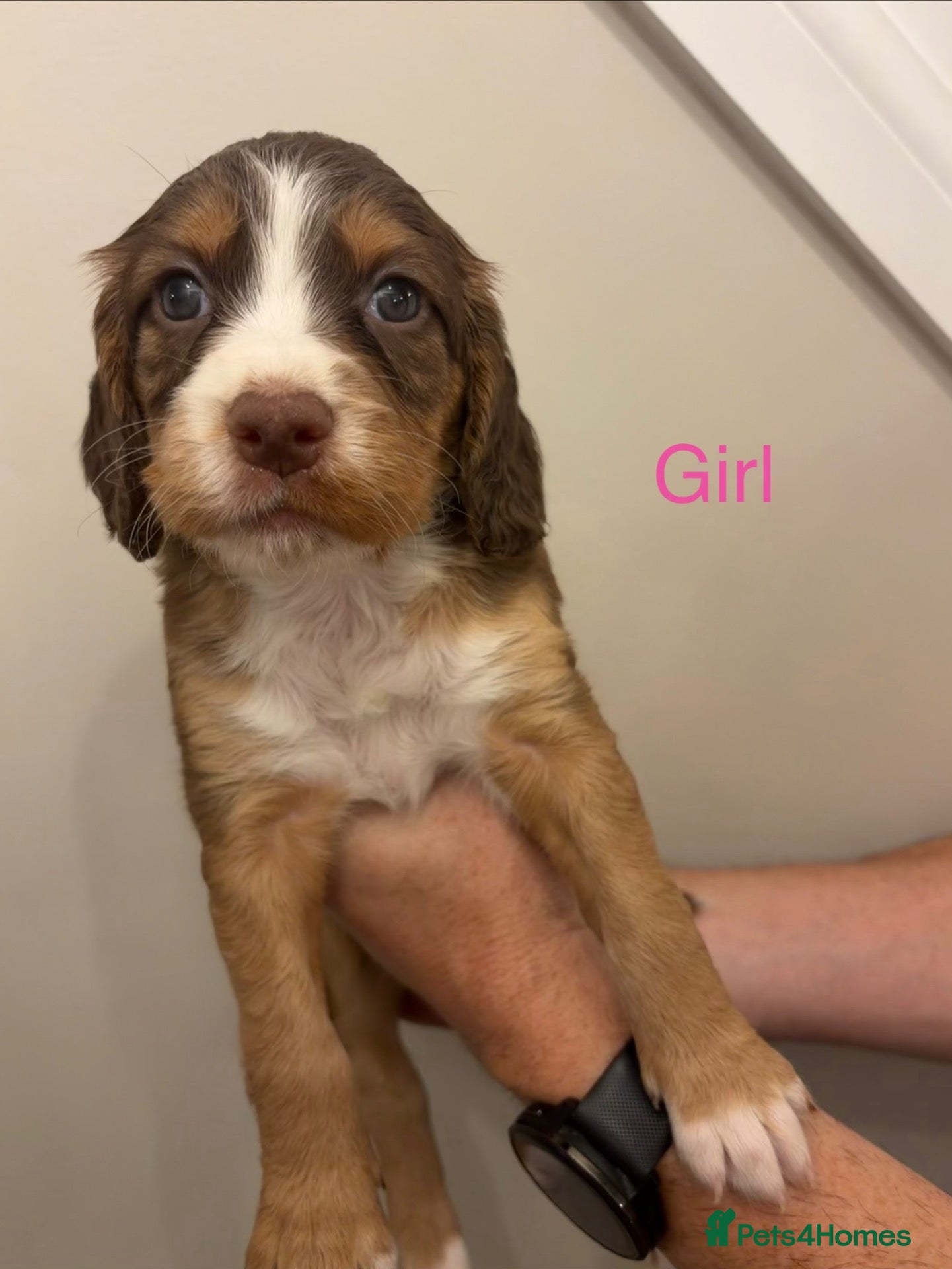 Cocker Spaniel dogs Working cocker spaniel puppies - Advert 2