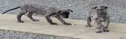 Deerhound dogs for sale: Deerhound/wolfhound pups - Advert 5